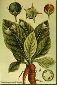 http://www.psychoactif.org/forum/img/members/125670/mandragore-7.jpg