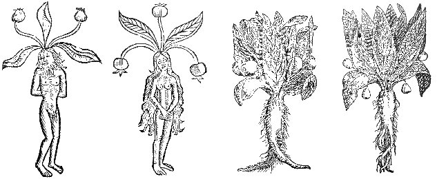 http://www.psychoactif.org/forum/img/members/125670/mandragore-medieval.jpg