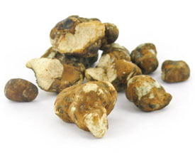 Magic truffles psilocybe tampanensis.jpg