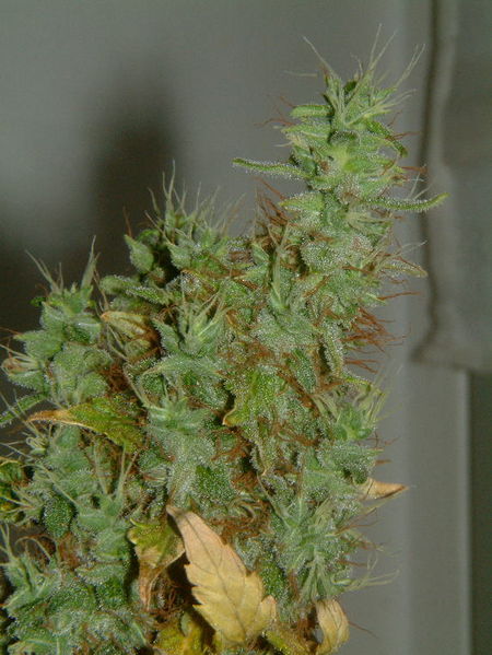 Fichier:Cannabis-tete-orangebud.jpg