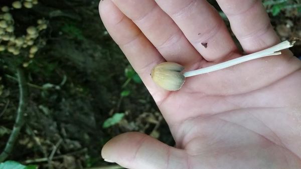 ce que l'on pourrait prendre pour un téton c'est un changement de coloration du chapeau