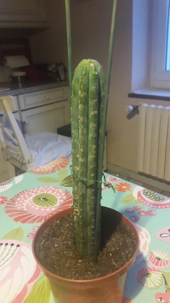 Fichier:Cactus San Pedro.jpeg