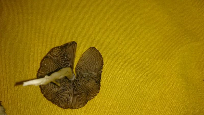 /forum/uploads/images/1434/1434815059.jpg