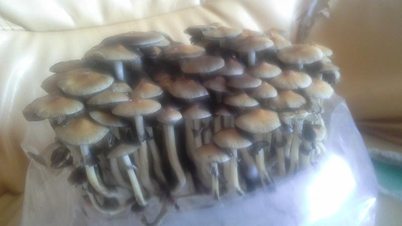 /forum/uploads/images/1440/1440226839.jpg
