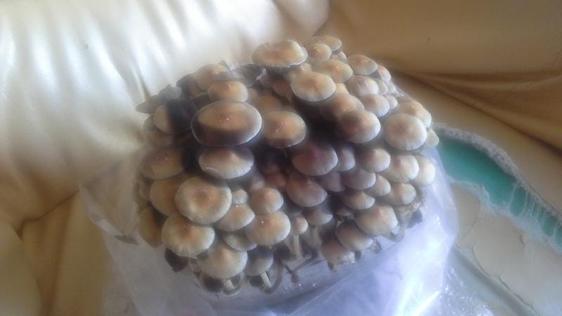 /forum/uploads/images/1440/1440226880.jpg