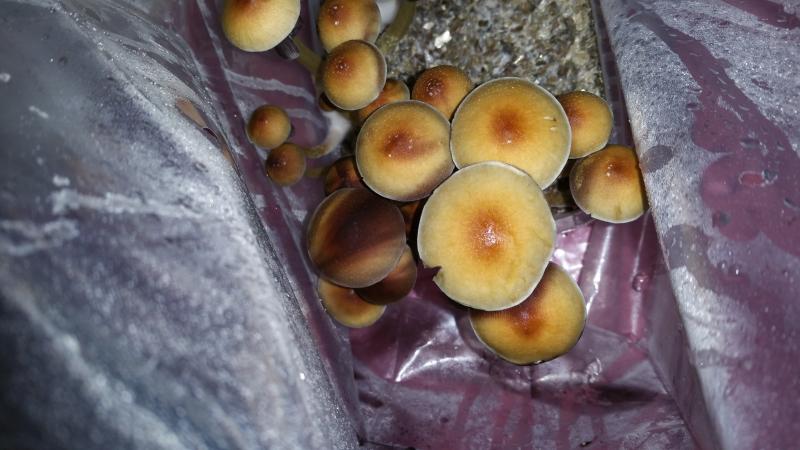 /forum/uploads/images/1441/1441259339.jpg