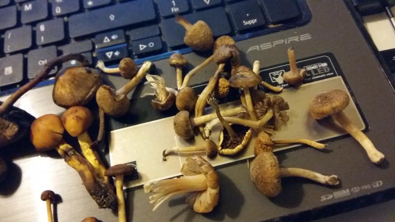 /forum/uploads/images/1447/1447699164.jpg