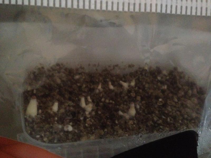 /forum/uploads/images/1453/1453472322.jpg