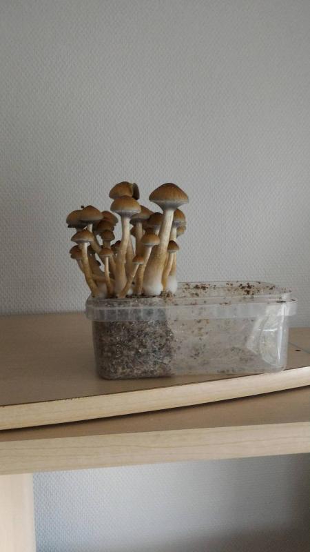 /forum/uploads/images/1465/1465839824.jpg