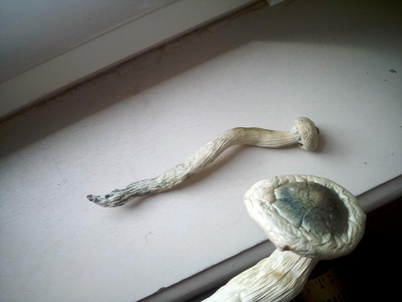 /forum/uploads/images/1469/1469187051.jpg