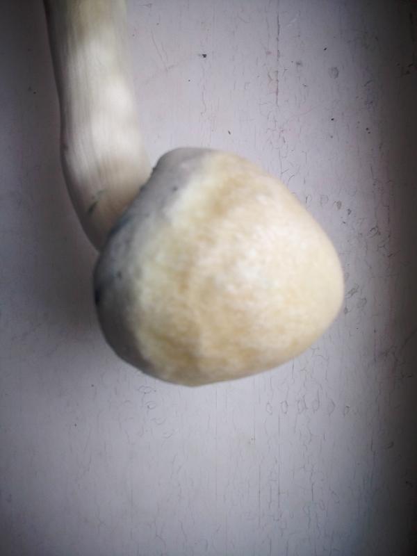 /forum/uploads/images/1469/1469642650.jpg
