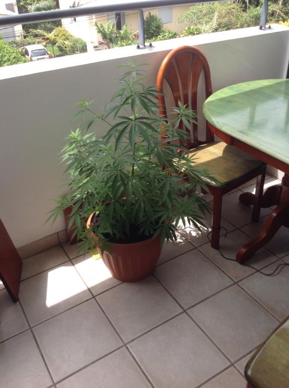 Quel Taille De Pot Pour Autofloraison