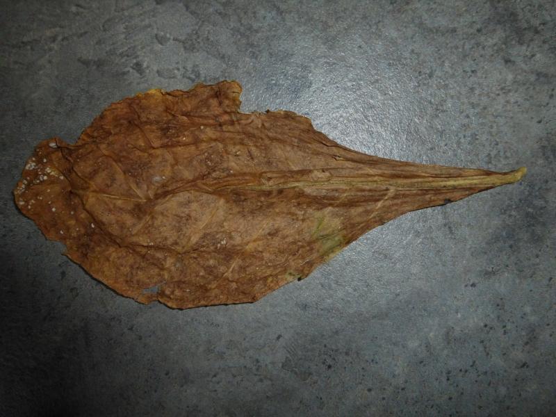 Cendriers Collections FEUILLE DE TABAC SÈCHE