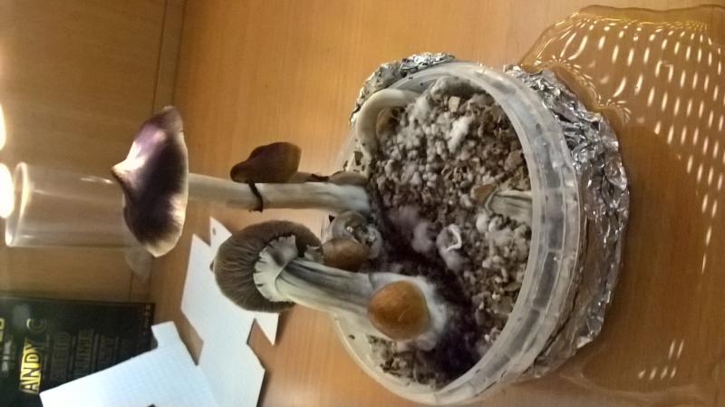 /forum/uploads/images/1489/1489945940.jpg