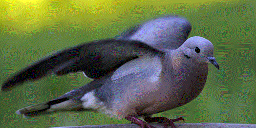 /forum/uploads/images/1504/1504386090.gif