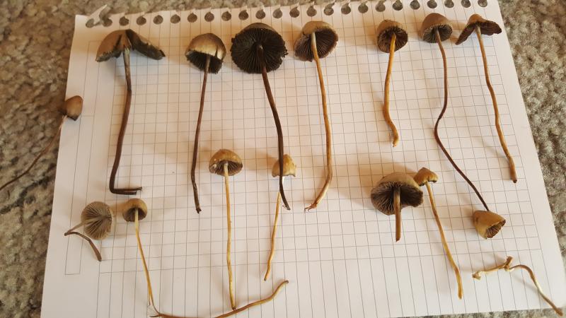 /forum/uploads/images/1506/1506869848.jpg