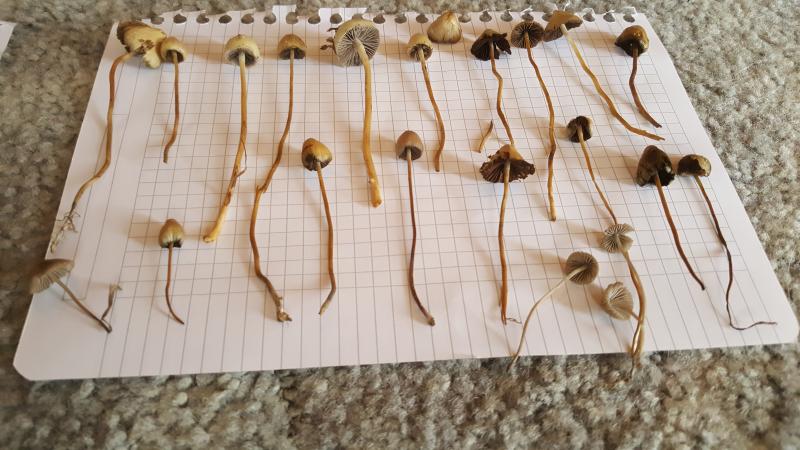 /forum/uploads/images/1506/1506870004.jpg