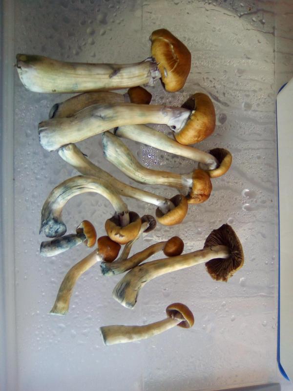 /forum/uploads/images/1509/1509469921.jpg