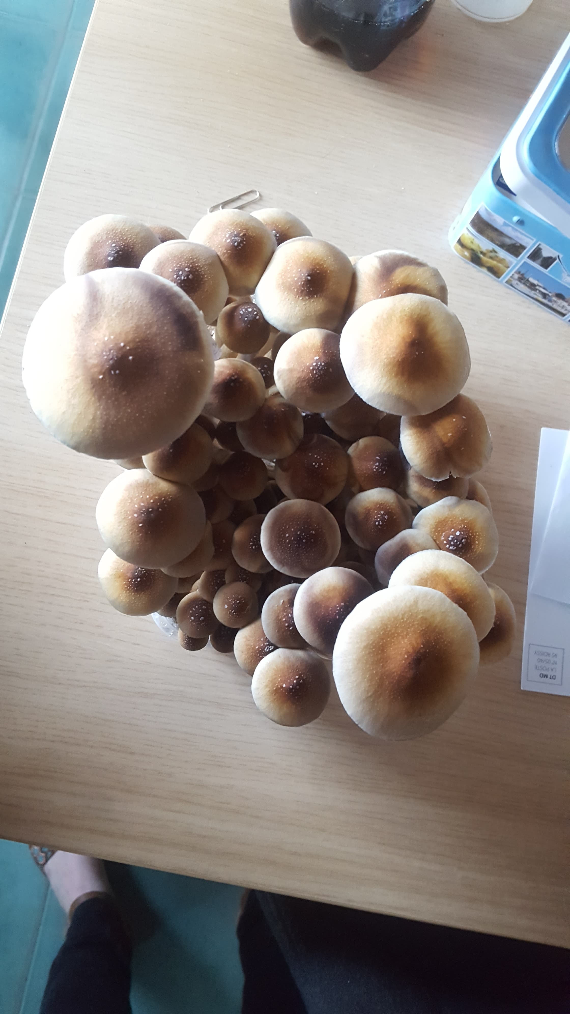 Growkit golden teacher