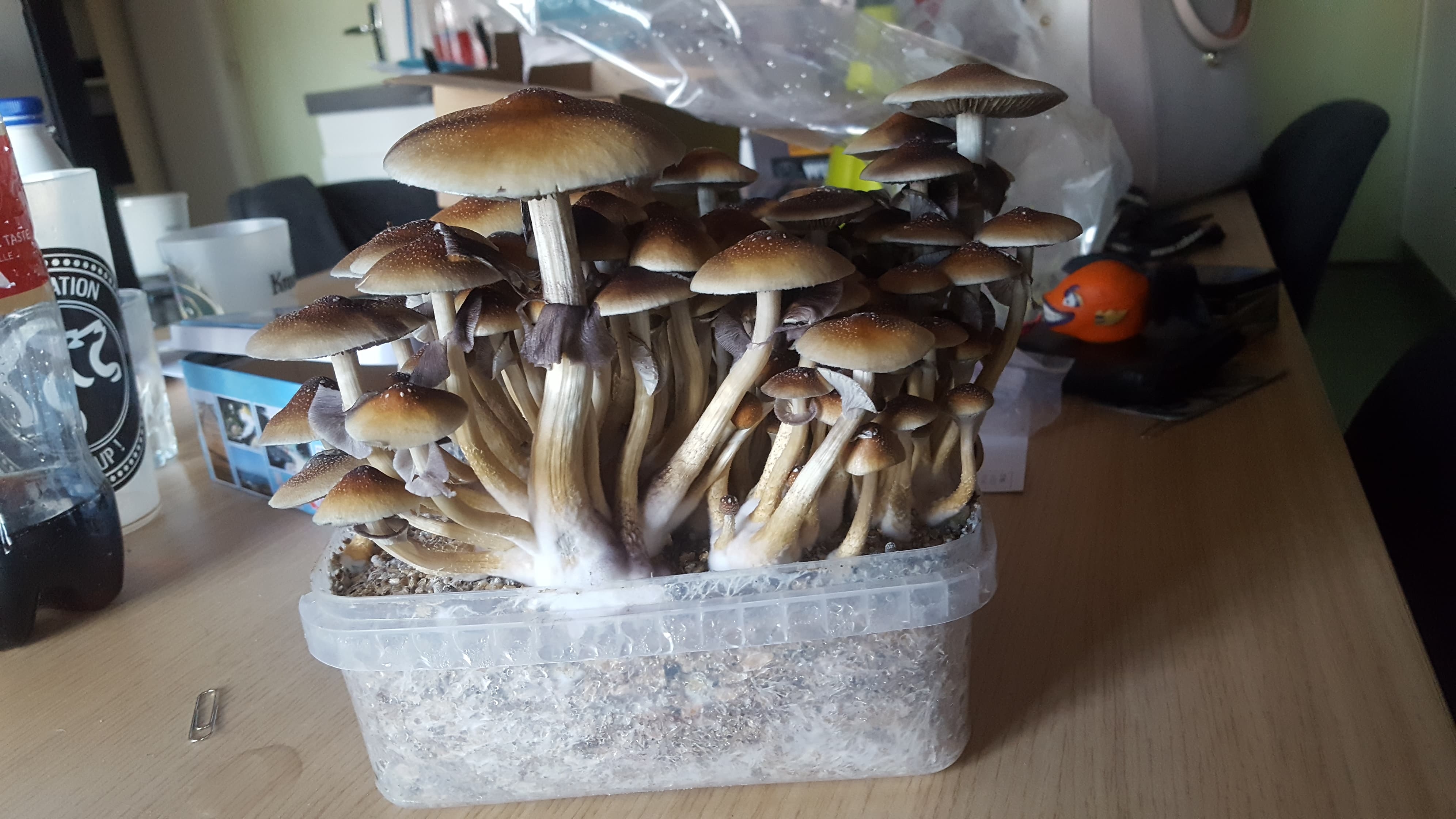 Growkit psilicybe golden trancher