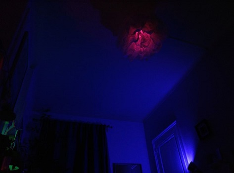 L anémone L anémone