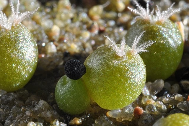 lophophora williamsii seed plus jeunes pousses
