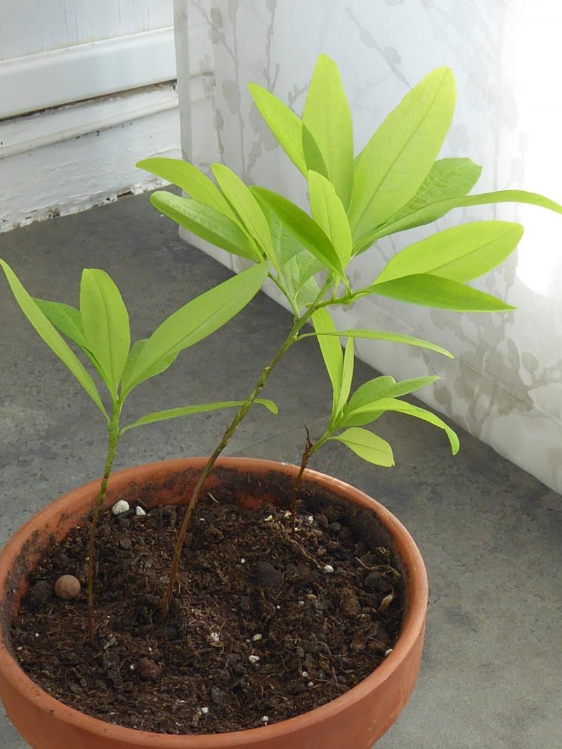 Plante de coca Plante de coca