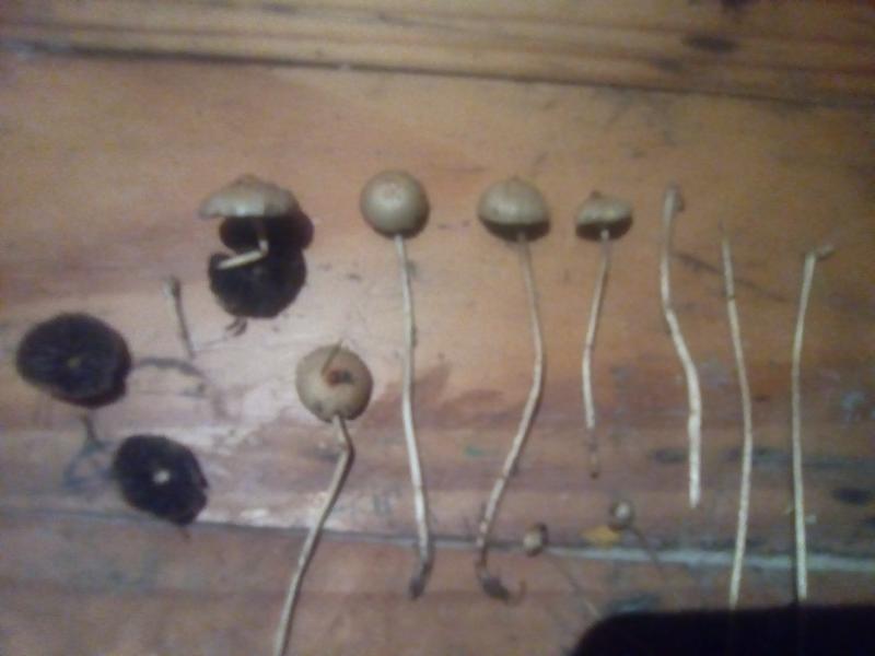 psilocybes Luteonitens psilocybes Luteonitens