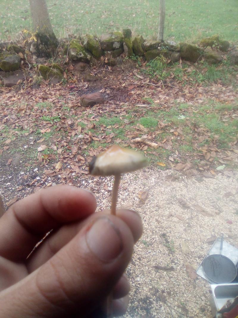 Stropharia luteonitens