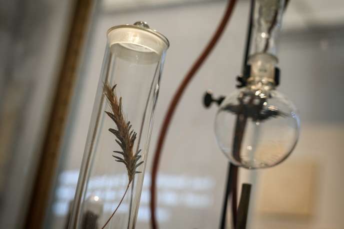 Pei infecté par le champignon