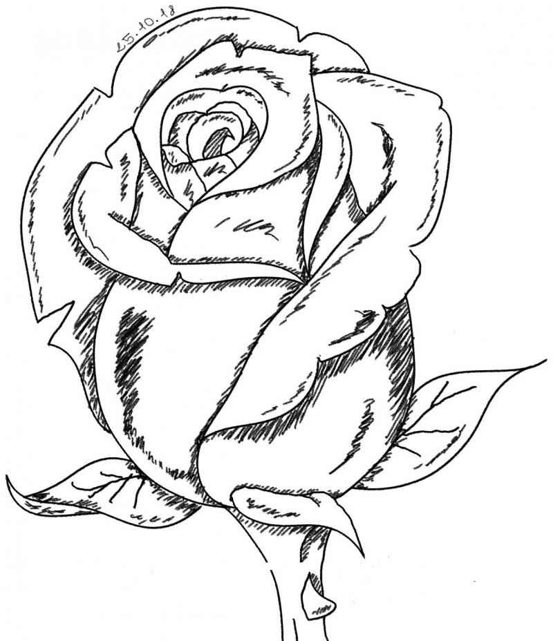Rose Rose