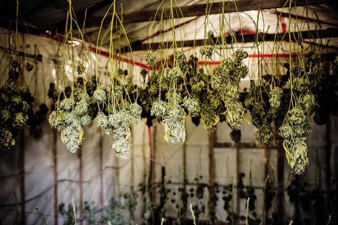 /forum/uploads/images/1544/cannabis_01_web.jpg