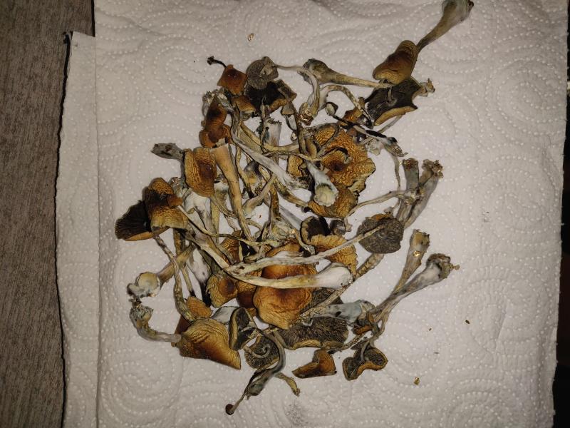 Photo de mes champignons