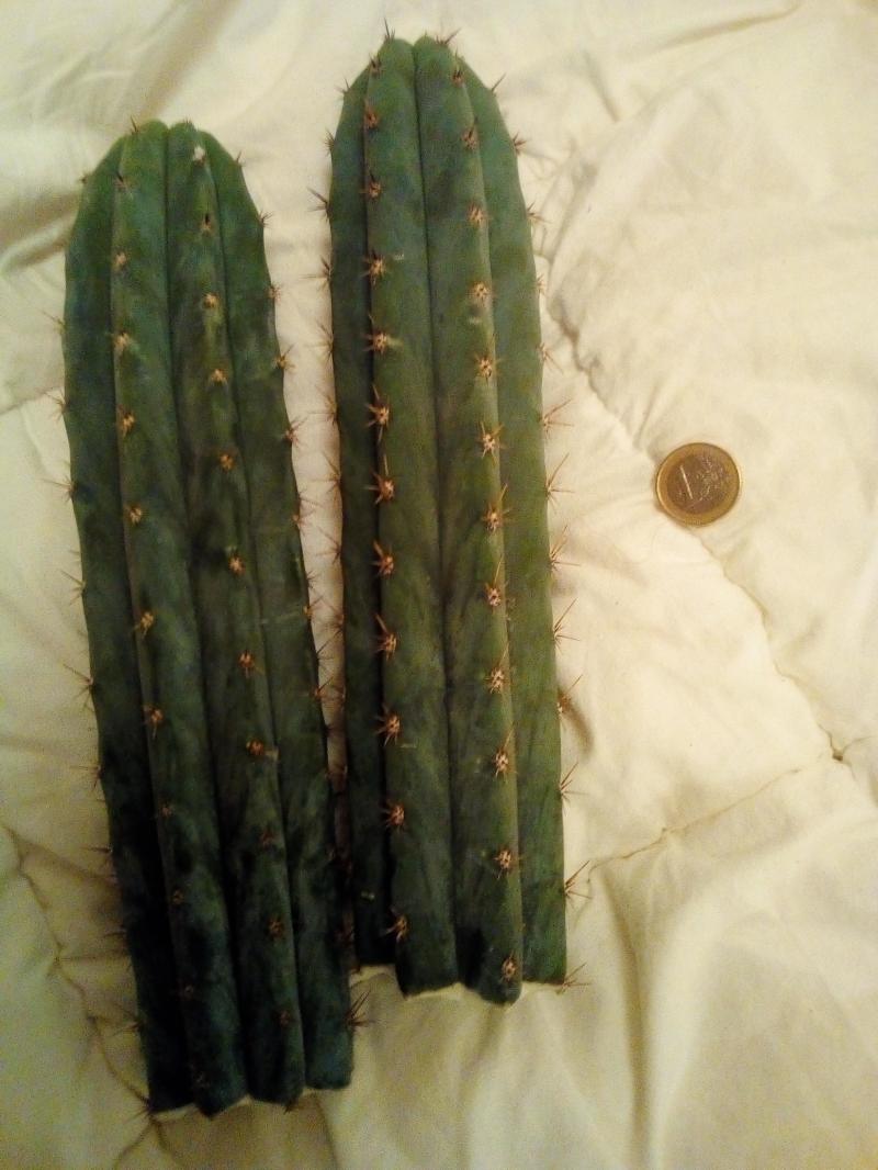 Torche Péru 1 Torche Péru 1