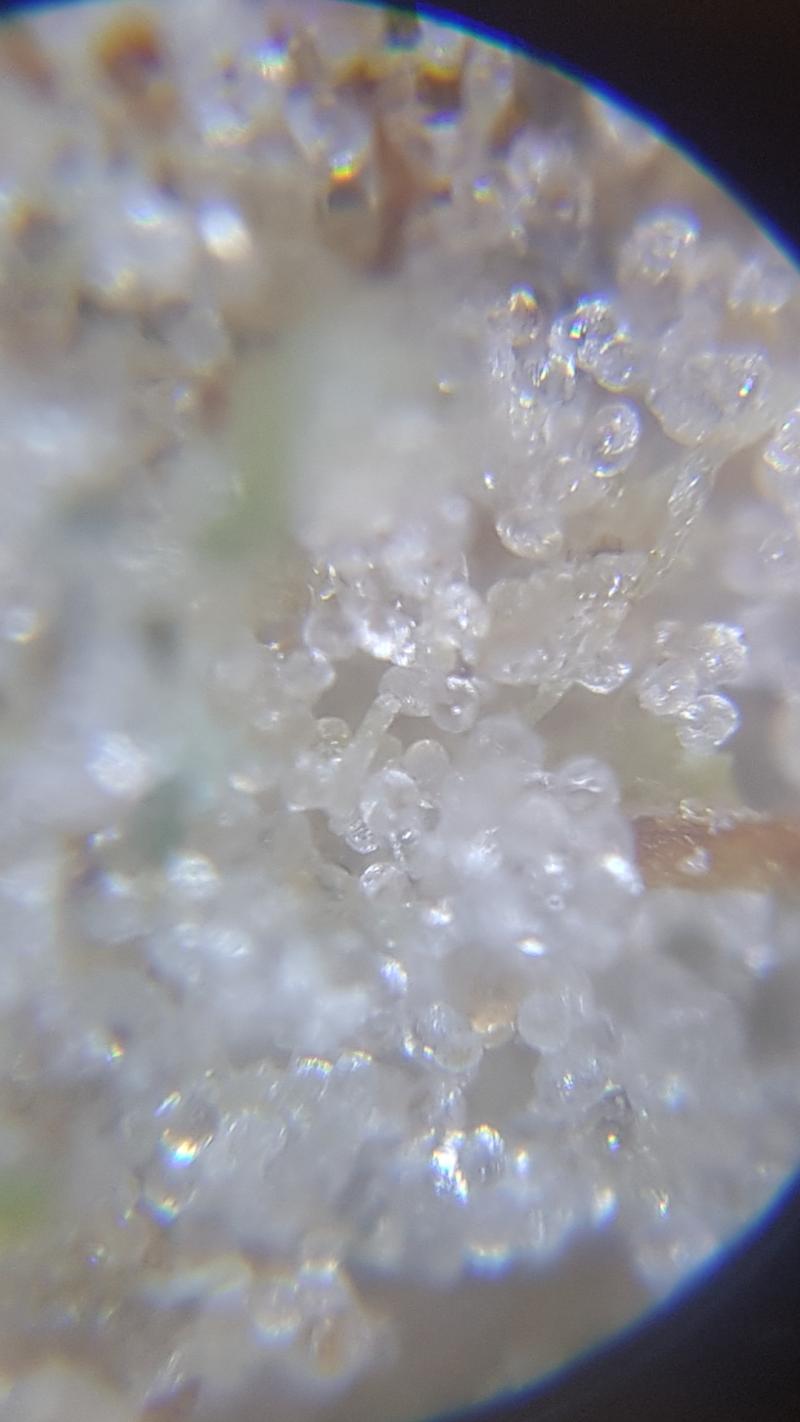 trichomes