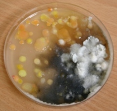 /forum/uploads/images/1548/contamination2.jpg