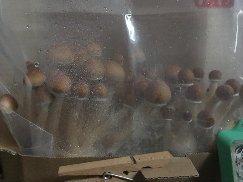 Que c est beau. Que c est beau.