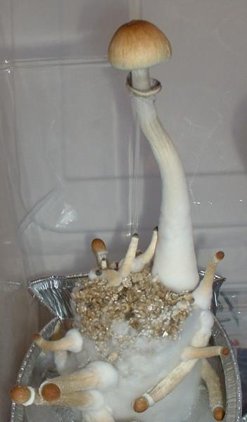 /forum/uploads/images/1551/cubensis2.jpg