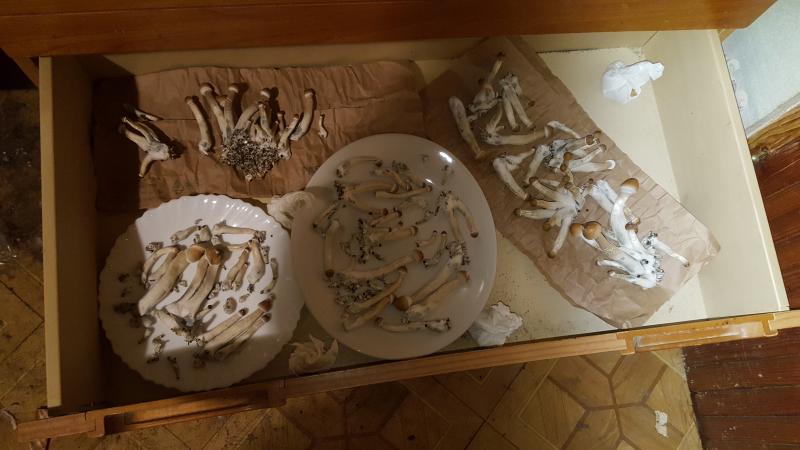 Juste après la récolte (150g) à vue d oeil