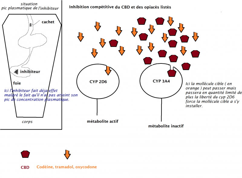 shéma simplifié de l inhibition compétitive