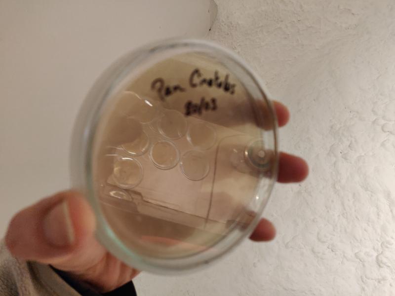 /forum/uploads/images/1553/agar-cinctulus.jpg