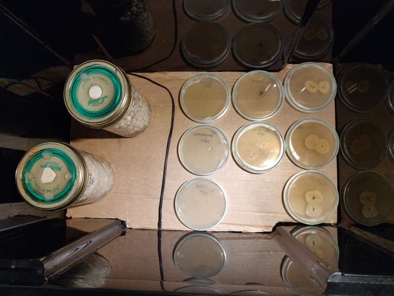 /forum/uploads/images/1553/agar-incub.jpg
