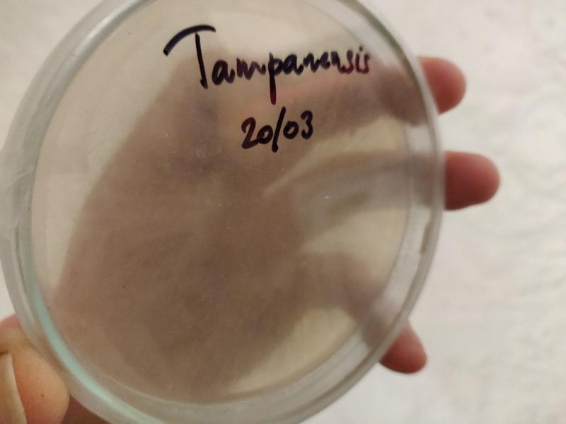 /forum/uploads/images/1553/agar-tampa.jpg