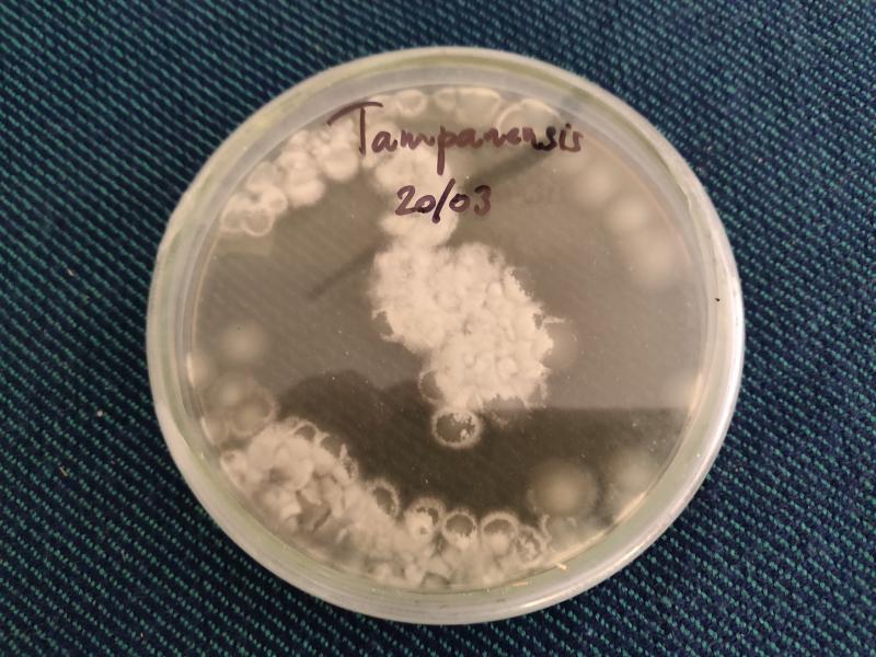 /forum/uploads/images/1554/tampa-agar.jpg