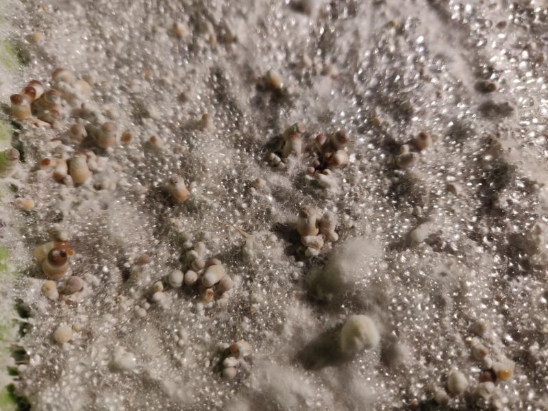 /forum/uploads/images/1554/yano-crottin-pins-closeup2.jpg