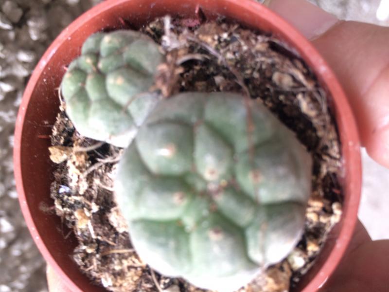 Peyote