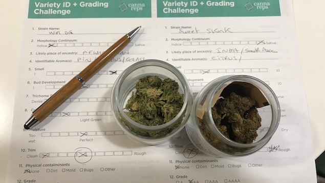 /forum/uploads/images/1557/cannabis-cours-sommelier-cocottes.jpg
