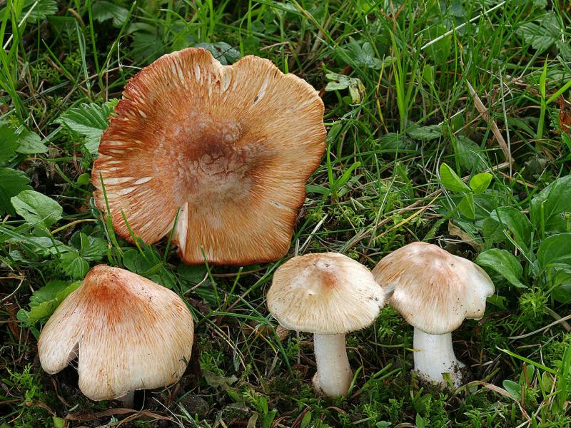 /forum/uploads/images/1558/1024px-2010-04-27_inocybe_erubescens.jpg