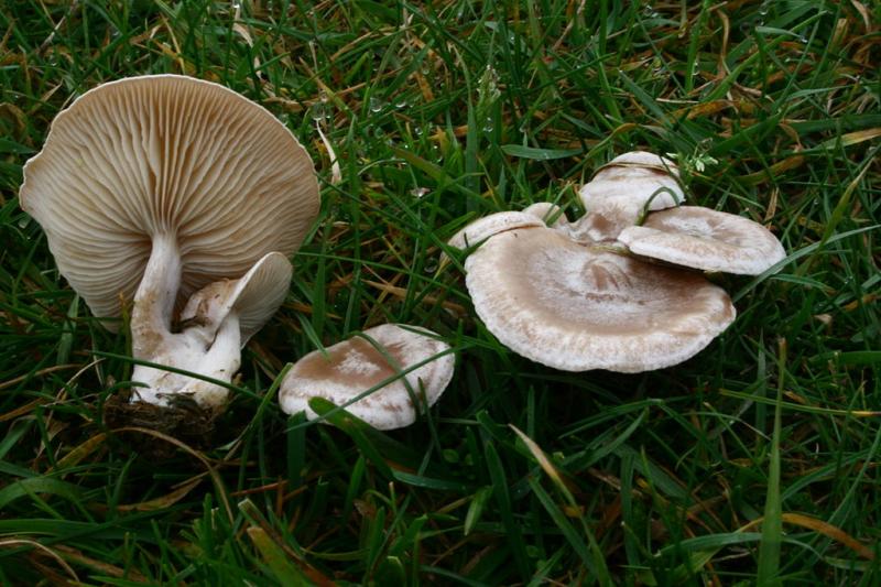 /forum/uploads/images/1558/1024px-clitocybe_rivulosa_20081116w.jpg