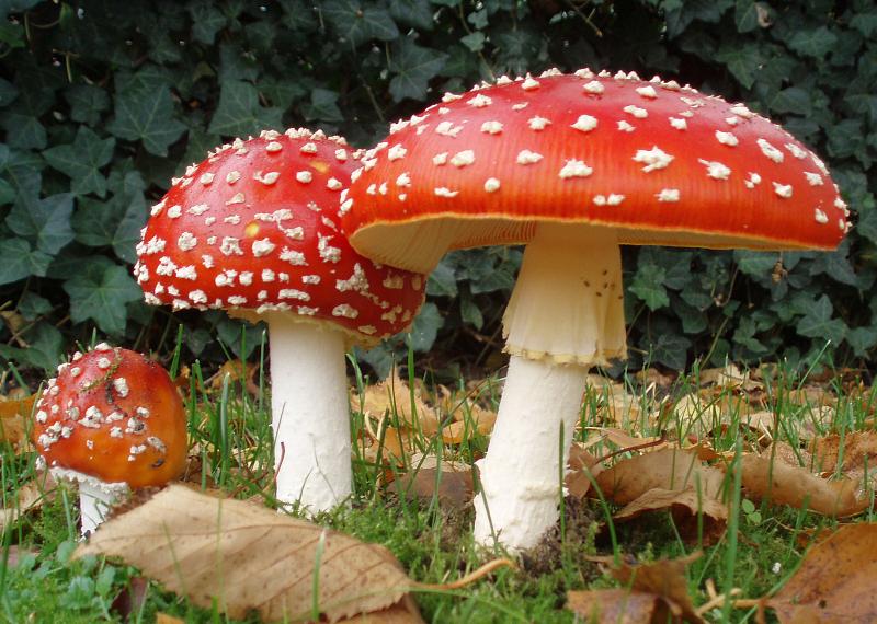 /forum/uploads/images/1558/2006-10-25_amanita_muscaria_crop.jpg